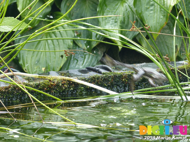 FZ007917 Jumping Marsh frogs (Pelophylax ridibundus) on ledge